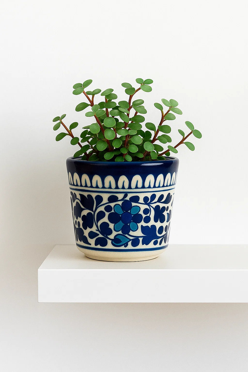 Potted plant in a blue and white patterned pot on a white surface with a white background