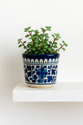 Potted plant in a blue and white patterned pot on a white surface with a white background