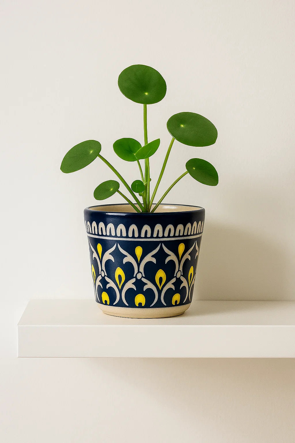 Potted plant in a decorative blue and yellow pot on a white surface with a white background